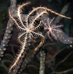 Swimming Crinoid
Babylon - Grand Cayman @ 90feet by Neil Van Niekerk 